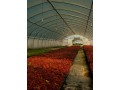 Gospodarstwo Ogrodnicze Global Plants