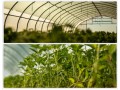 Gospodarstwo Ogrodnicze Global Plants